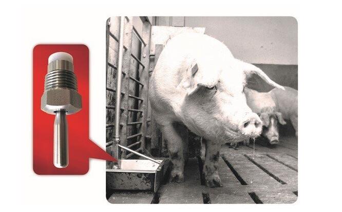 圖：定制設(shè)計的不銹鋼撥動式澆水閥確保了豬的正常流量，同時也節(jié)約了水。 