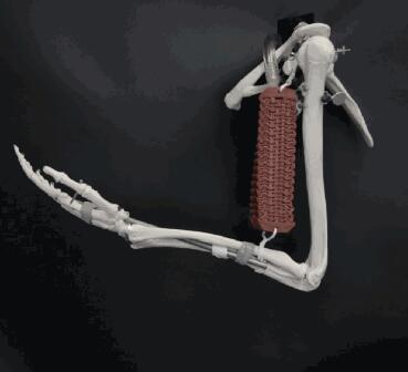 圖1  顯示執(zhí)行機(jī)構(gòu)充當(dāng)二頭肌。